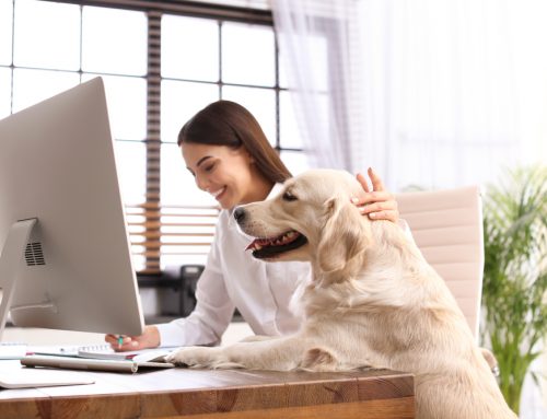 Working from Home? Get that Canine Co-worker to help